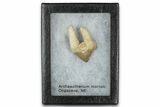 Fossil Predatory Pig (Archaeotherium) Tooth - Nebraska #338427-2